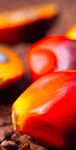 THE PALM OIL STORY Facts and Figures - European Palm Oil Alliance