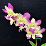 Special 2021 Summer Hummer Sale - Cal-Orchid Inc.