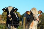Challenges and Solutions To Supporting Farm Animal Welfare in Ireland Responding to the Human Element