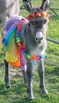 THE DONKEY2021 - THE DONKEY BREED SOCIETY