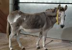 THE DONKEY2021 - THE DONKEY BREED SOCIETY