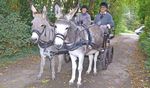 THE DONKEY2021 - THE DONKEY BREED SOCIETY
