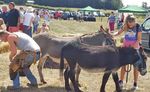 THE DONKEY2021 - THE DONKEY BREED SOCIETY