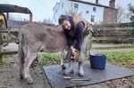 THE DONKEY2021 - THE DONKEY BREED SOCIETY
