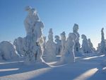 WEEKLY SAFARI PROGRAM IN HOTEL ISOSYÖTE - WINTER - Hotelli Iso-Syöte