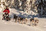 WEEKLY SAFARI PROGRAM IN HOTEL ISOSYÖTE - WINTER - Hotelli Iso-Syöte