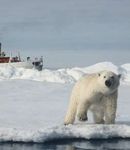 Facts and Fallacies about Polar Bears - Polar Bear Listing - Dispelling Fallacies with Facts