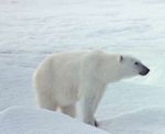 Facts and Fallacies about Polar Bears - Polar Bear Listing - Dispelling Fallacies with Facts