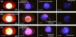 On the phenomena of partial crystallization of highly undercooled magnesium silicate molten droplets - Nature
