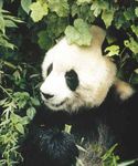 Pandas - GIANT PANDA PROGRESS ENJOY A SPECIAL REPORT ON GREAT ACHIEVEMENTS YOU'RE SUPPORTING
