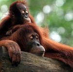 BORNEO: TREASURES, TRADITIONS, AND NATURE'S BOUNTY