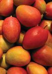 Orchard Biosecurity Manual - for the Mango Industry Version 1.0 - Farm Biosecurity