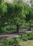Orchard Biosecurity Manual - for the Mango Industry Version 1.0 - Farm Biosecurity