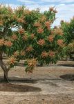 Orchard Biosecurity Manual - for the Mango Industry Version 1.0 - Farm Biosecurity