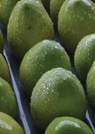 Orchard Biosecurity Manual - for the Mango Industry Version 1.0 - Farm Biosecurity