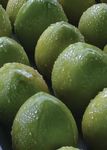 Orchard Biosecurity Manual - for the Mango Industry Version 1.0 - Farm Biosecurity