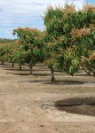 Orchard Biosecurity Manual - for the Mango Industry Version 1.0 - Farm Biosecurity