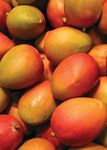 Orchard Biosecurity Manual - for the Mango Industry Version 1.0 - Farm Biosecurity
