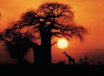 TANZANIA WITH THE GREAT MIGRATION - OVERLAND ADVENTURE 10 DAYS | 12 GUESTS - International Expeditions