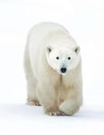 2021 CLOUD WOLVES OF THE KASKA COAST - November 16 - 24 Nanuk Polar Bear Lodge - Churchill Wild
