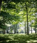 BERNSTEIN CENTENNIAL SUMMER - summer 2018 - Brook Farm Inn