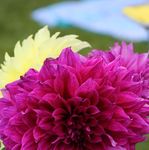 BERNSTEIN CENTENNIAL SUMMER - summer 2018 - Brook Farm Inn