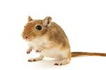 Caring for your gerbil - How to keep pet gerbils healthy and happy - Notcutts