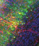 2020 YEAR IN REVIEW - MAX PLANCK FLORIDA RESPONDS TO CORONAVIRUS CRISIS - Max Planck Florida Institute