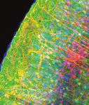 2020 YEAR IN REVIEW - MAX PLANCK FLORIDA RESPONDS TO CORONAVIRUS CRISIS - Max Planck Florida Institute
