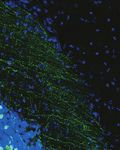 2020 YEAR IN REVIEW - MAX PLANCK FLORIDA RESPONDS TO CORONAVIRUS CRISIS - Max Planck Florida Institute