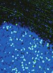 2020 YEAR IN REVIEW - MAX PLANCK FLORIDA RESPONDS TO CORONAVIRUS CRISIS - Max Planck Florida Institute