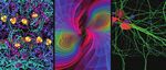 2020 YEAR IN REVIEW - MAX PLANCK FLORIDA RESPONDS TO CORONAVIRUS CRISIS - Max Planck Florida Institute