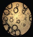 PREPARATION PROCESS FOR ORAL DISSOLVING FILM OF GINKGOLIDE B FOR TREATMENT OF ALZHEIMER'S DISEASE
