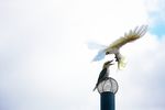 The Giant Kookaburra and Friends - Sponsorship Proposal - Dr Farvardin Daliri