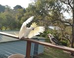The Giant Kookaburra and Friends - Sponsorship Proposal - Dr Farvardin Daliri