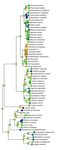 Musical calling as a behavior ancestral to all modern primates