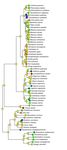 Musical calling as a behavior ancestral to all modern primates