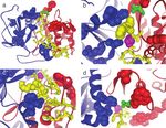Amino acids determining enzyme-substrate specificity in prokaryotic and eukaryotic protein kinases