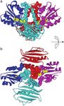 Amino acids determining enzyme-substrate specificity in prokaryotic and eukaryotic protein kinases