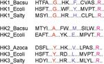 Amino acids determining enzyme-substrate specificity in prokaryotic and eukaryotic protein kinases