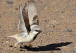 2021 Birding Southern Morocco - Feb 25-Mar 7 - JB Journeys