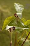 Happenings - East Tennessee Hosta Society