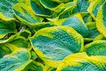 Happenings - East Tennessee Hosta Society