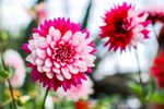 ANNEX A: DAHLIA DREAMS - THE HEAVENLY RACE - Gardens by the ...