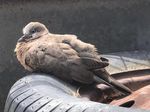 BASS COAST FLYER - BIRDLIFE AUSTRALIA