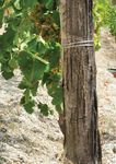 SPONSORSHIP PROSPECTUS - AUSTRALIA'S WINE AND TOURISM TECH REVOLUTION - New Venture Institute