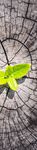 2018 GLOBAL INVESTMENT OUTLOOK - Reflections on Growing Economies and Fading Stimulus - Franklin Templeton Investments
