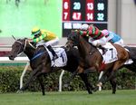 COOLMORE TO SHUTTLE EUROPE'S UNLIKELY WONDER STALLION WOOTTON BASSETT - PAGE 1 - ANZ Bloodstock News