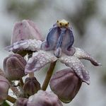 News and Notes #868 AweeklybulletinforresidentsofAuroville 1stMay2021 - Courage flower