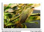 PEST BULLETIN WISCONSIN - Wisconsin Department of Agriculture, Trade ...